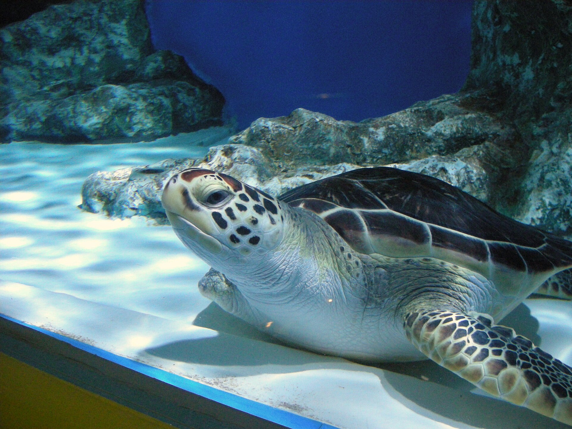 水槽のウミガメ