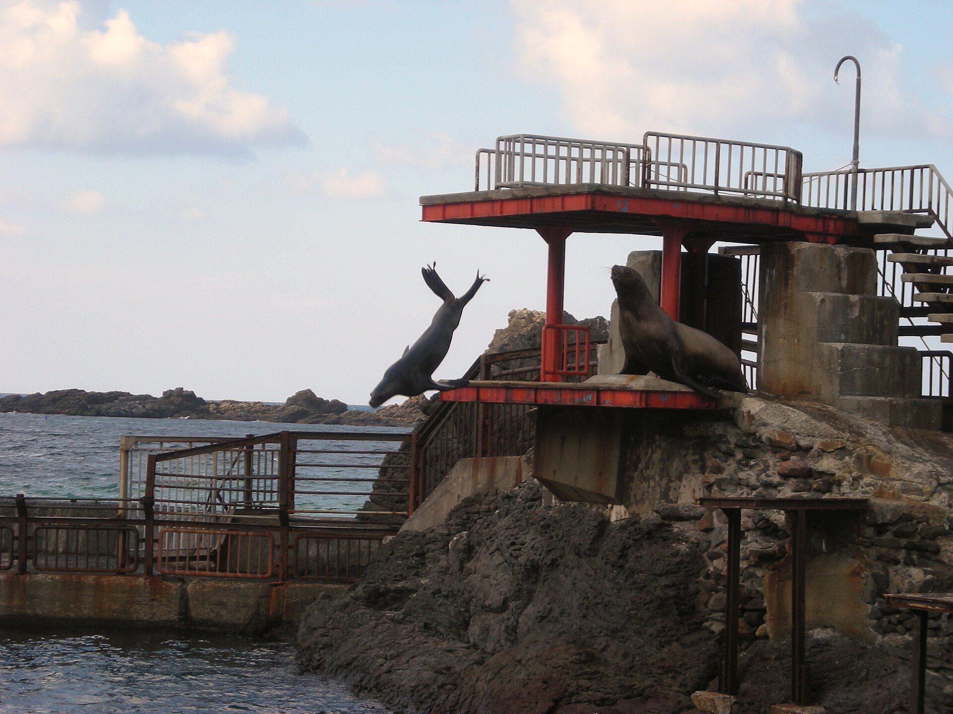 おたる水族館のアシカ